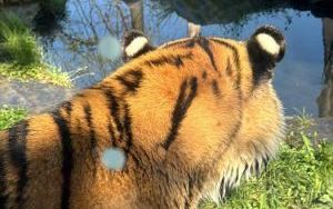 Klasa 6b na wycieczce w ZOO w Opolu (14)
